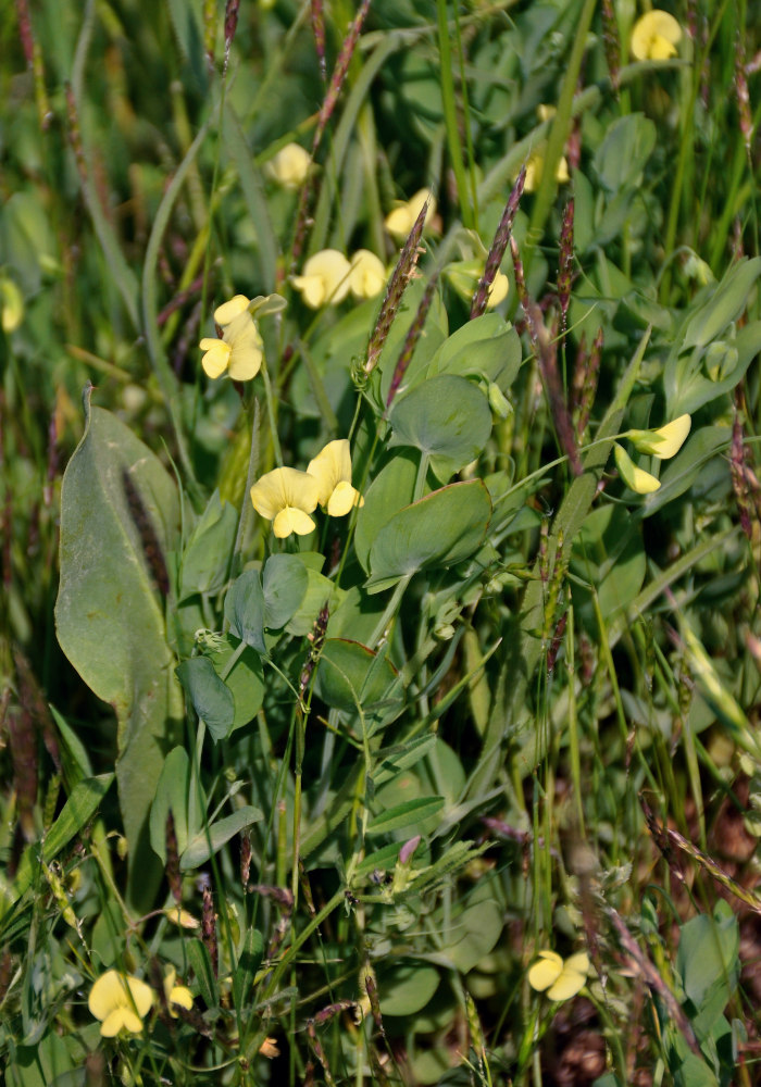 Изображение особи Lathyrus aphaca.