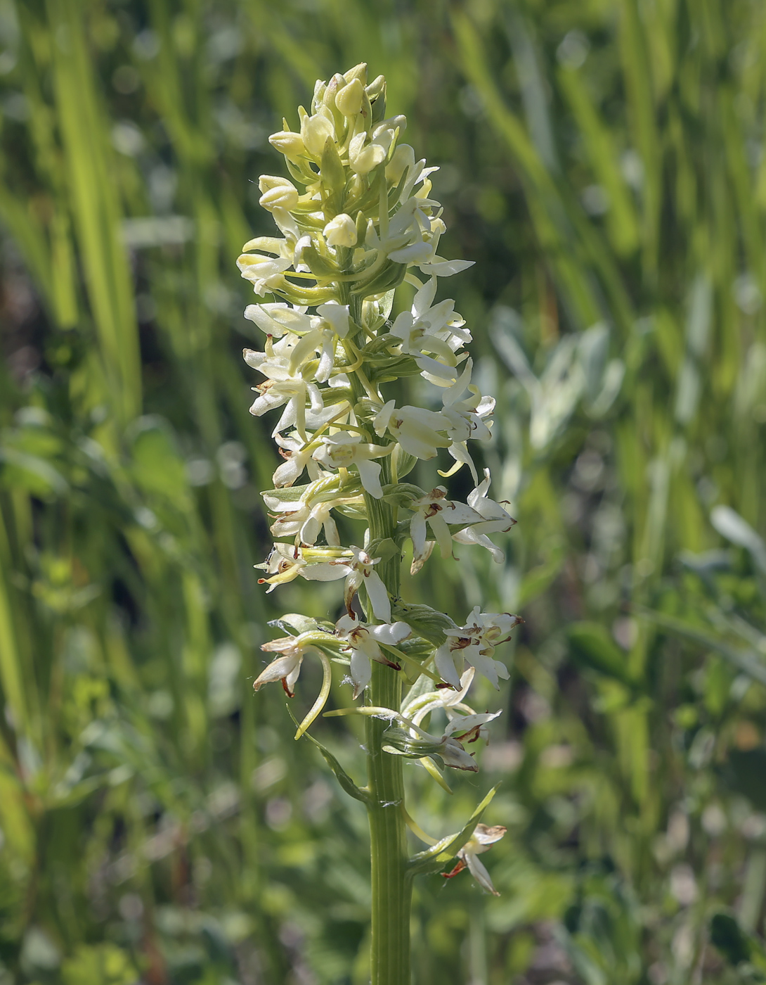 Image of Platanthera bifolia specimen.