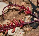 Sedum microcarpum