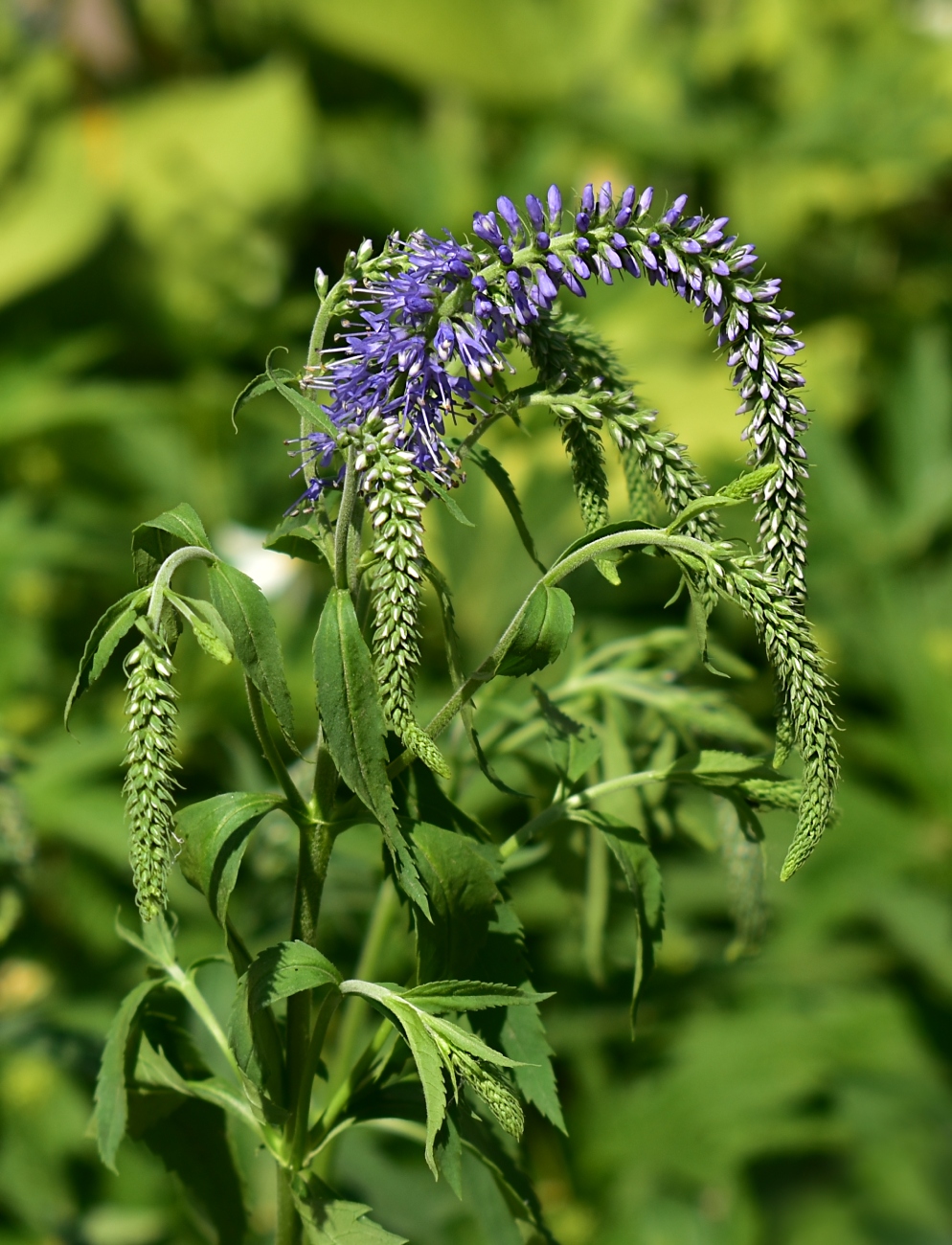 Изображение особи Veronica longifolia.