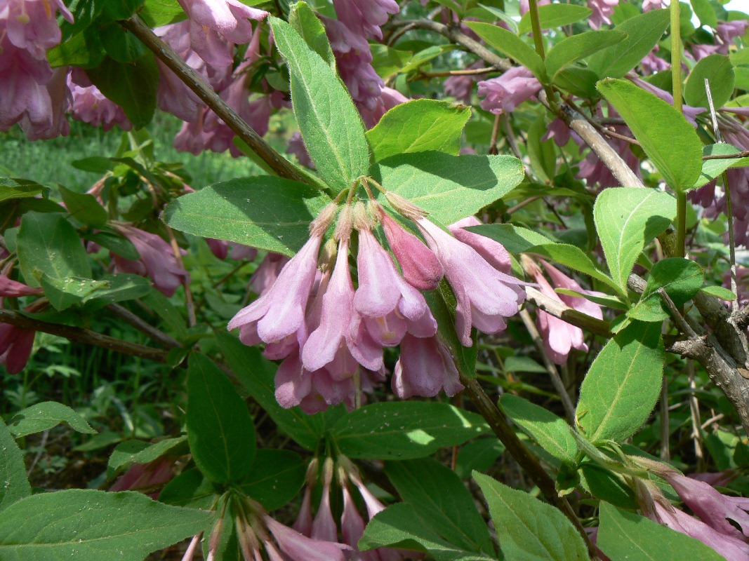 Image of Weigela praecox specimen.