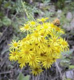 Senecio jacobaea