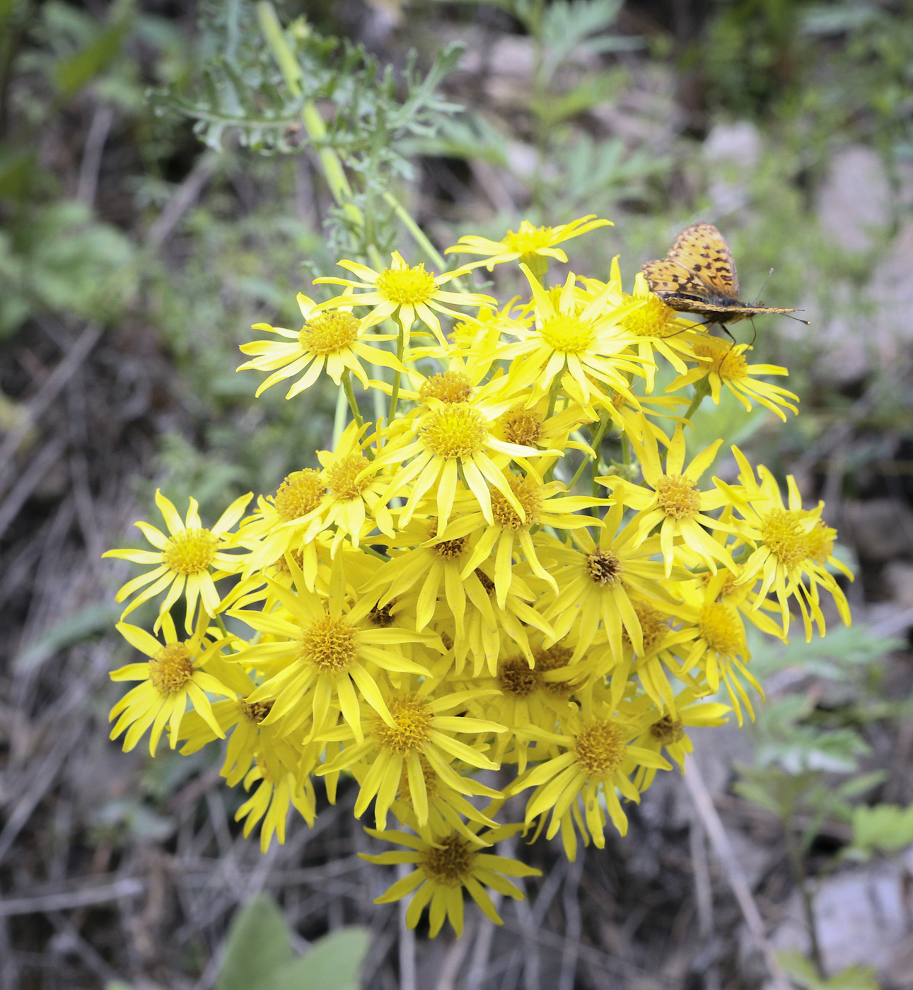 Image of Senecio jacobaea specimen.