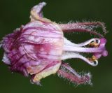 Orobanche pubescens