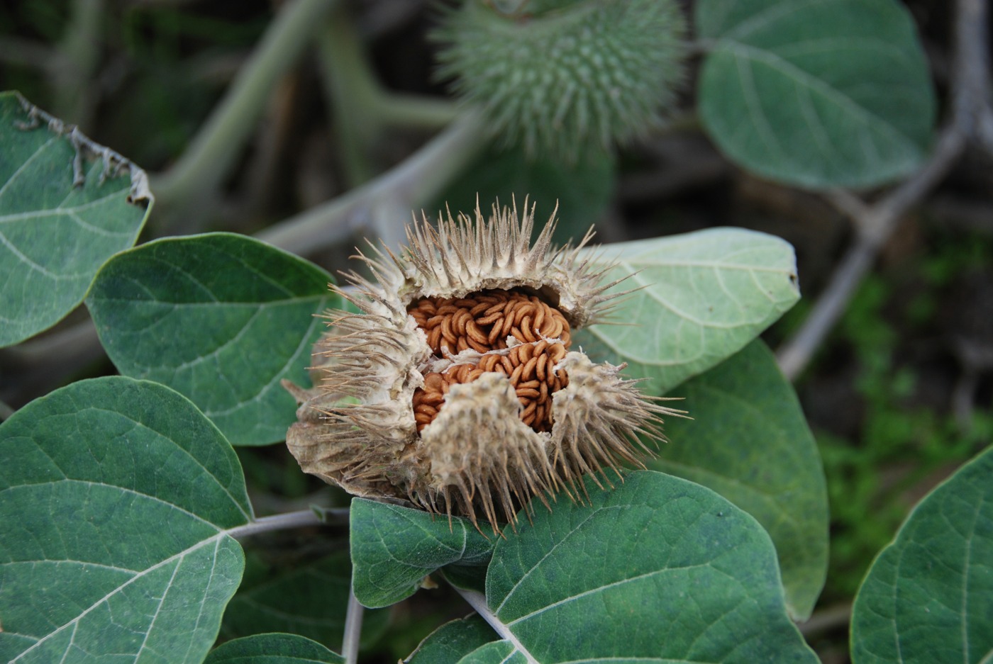 Image of Datura innoxia specimen.