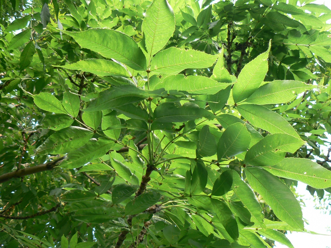 Изображение особи Fraxinus mandshurica.