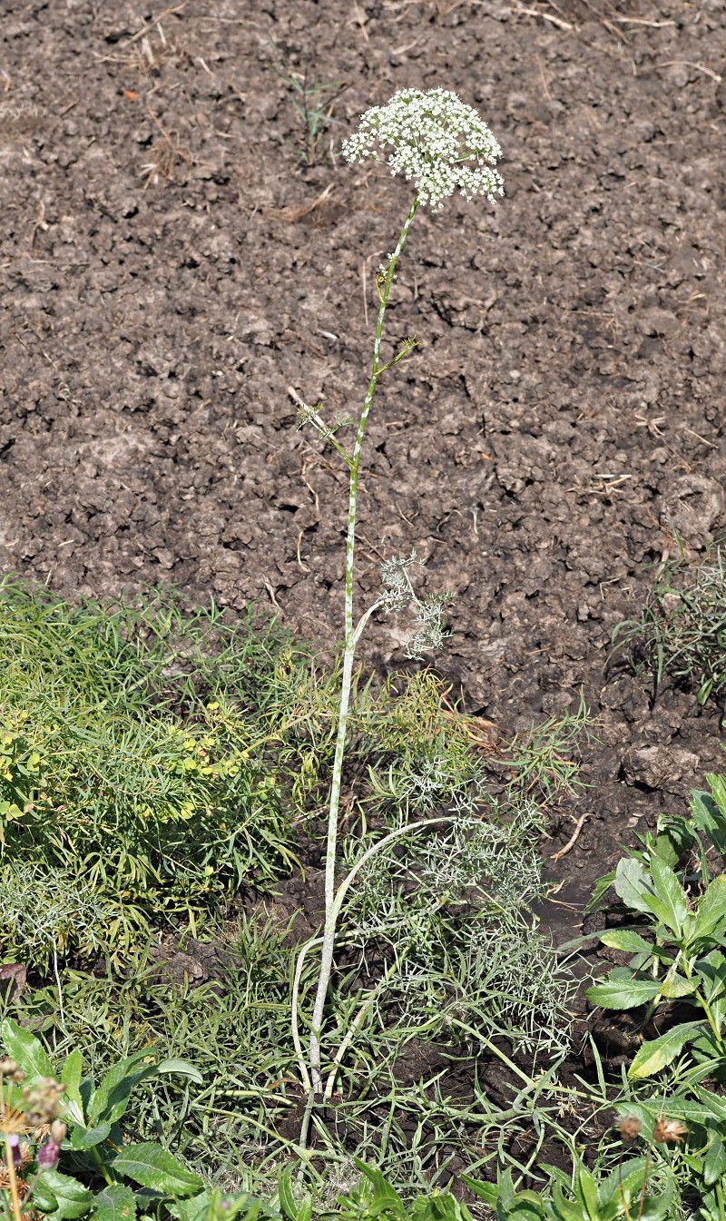 Image of Cenolophium fischeri specimen.