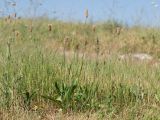 Plantago lanceolata