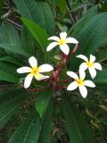 Plumeria rubra разновидность acutifolia. Верхушка цветущего растения. Китай, пров. Фуцзян. 7 октября 2010 г.