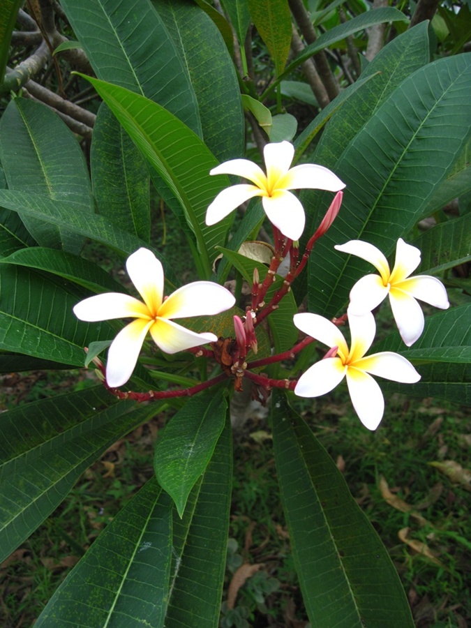 Image of Plumeria rubra var. acutifolia specimen.