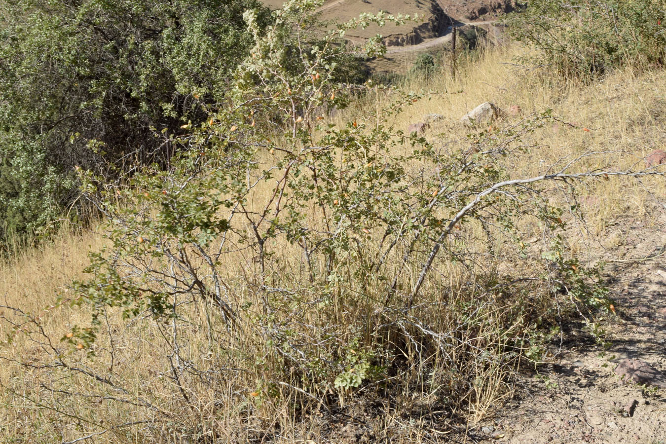 Image of Rosa fedtschenkoana specimen.