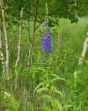 Veronica longifolia