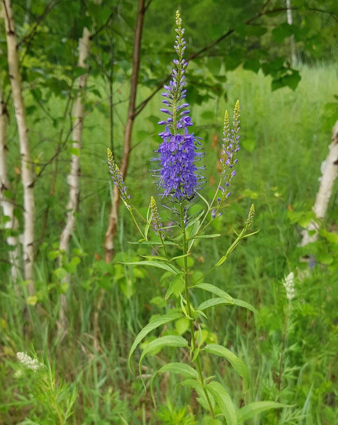 Изображение особи Veronica longifolia.