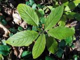 Impatiens parviflora