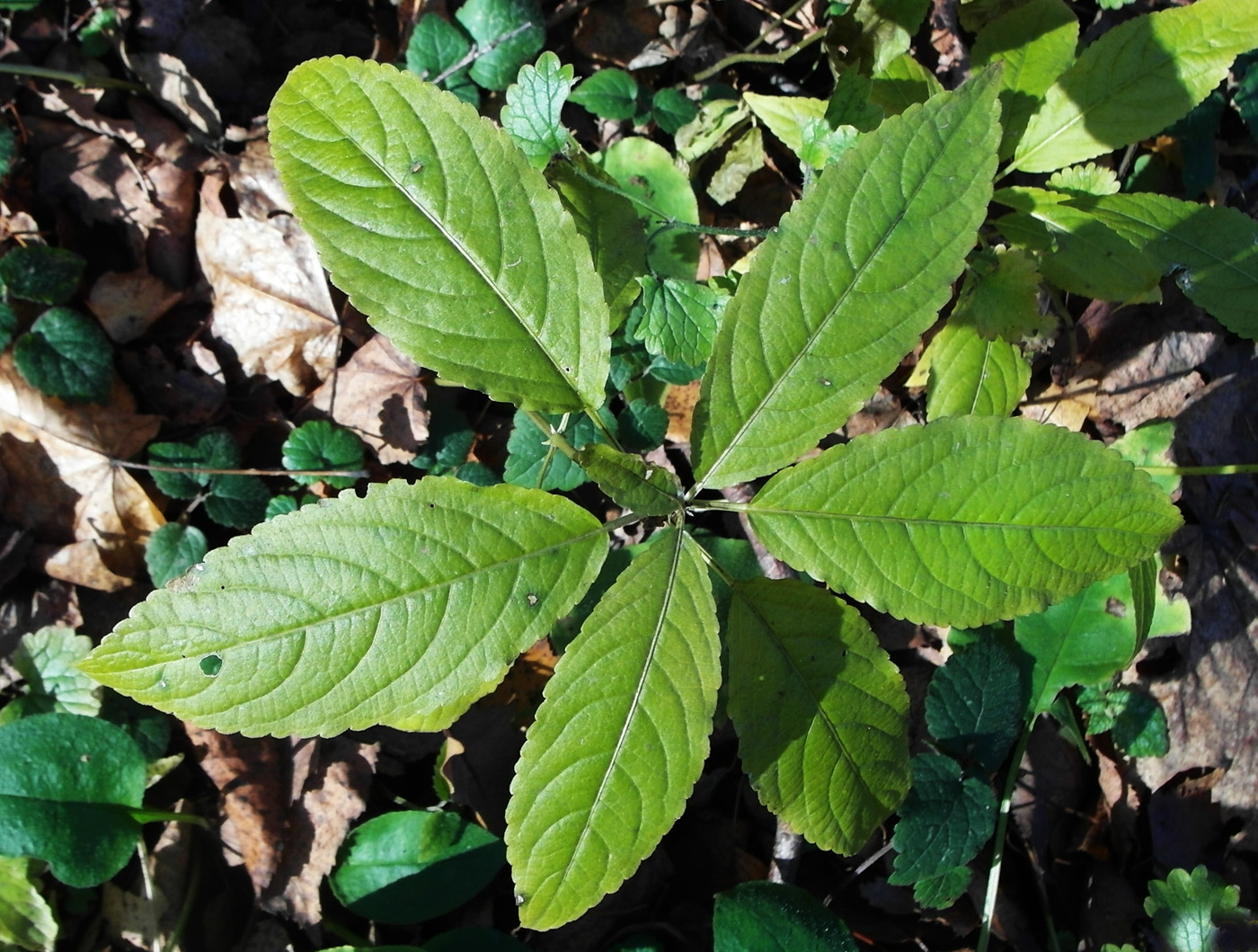 Image of Impatiens parviflora specimen.