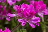 genus Pelargonium. Цветки. Израиль, г. Иерусалим, ботанический сад университета. 01.05.2019.