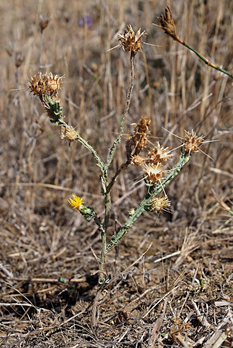 Image of Centaurea solstitialis specimen.