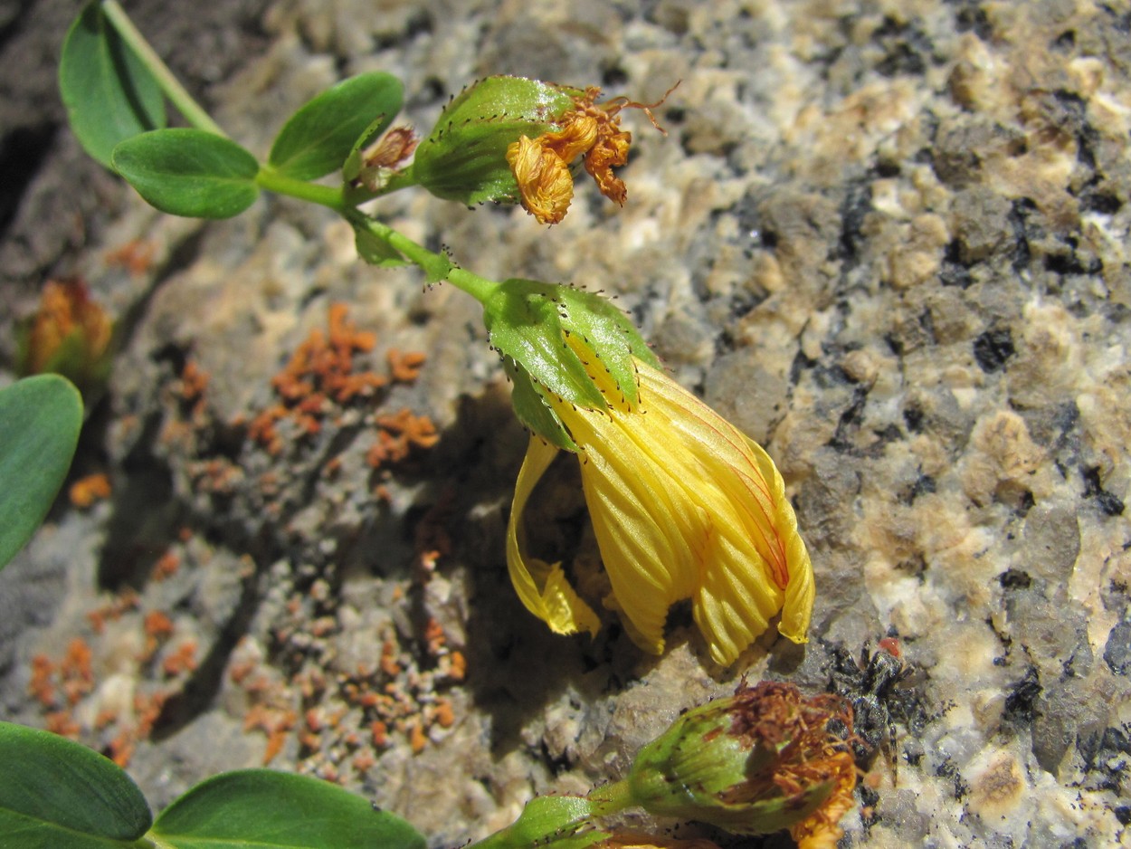 Image of Hypericum nummularioides specimen.