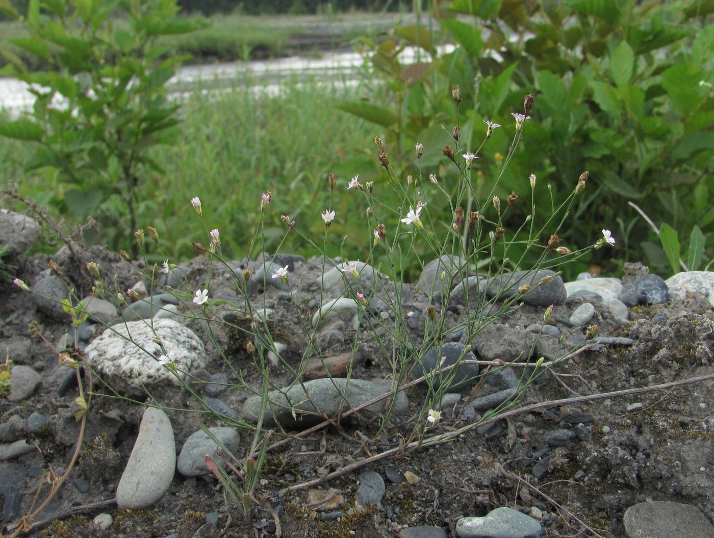 Image of Petrorhagia saxifraga specimen.