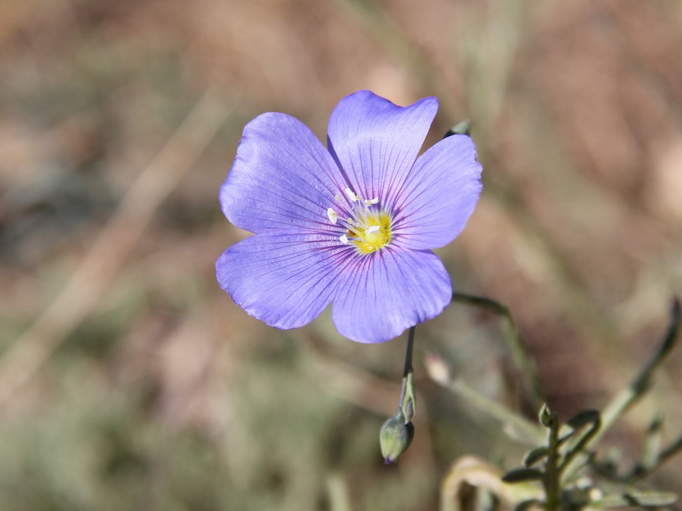 Image of Linum macrorhizum specimen.