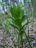 Hylotelephium triphyllum. Молодой побег. Чувашия, окр. г. Шумерля, пойма р. Сура, Паланская протока. 14 мая 2005 г.