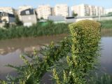 Artemisia tournefortiana