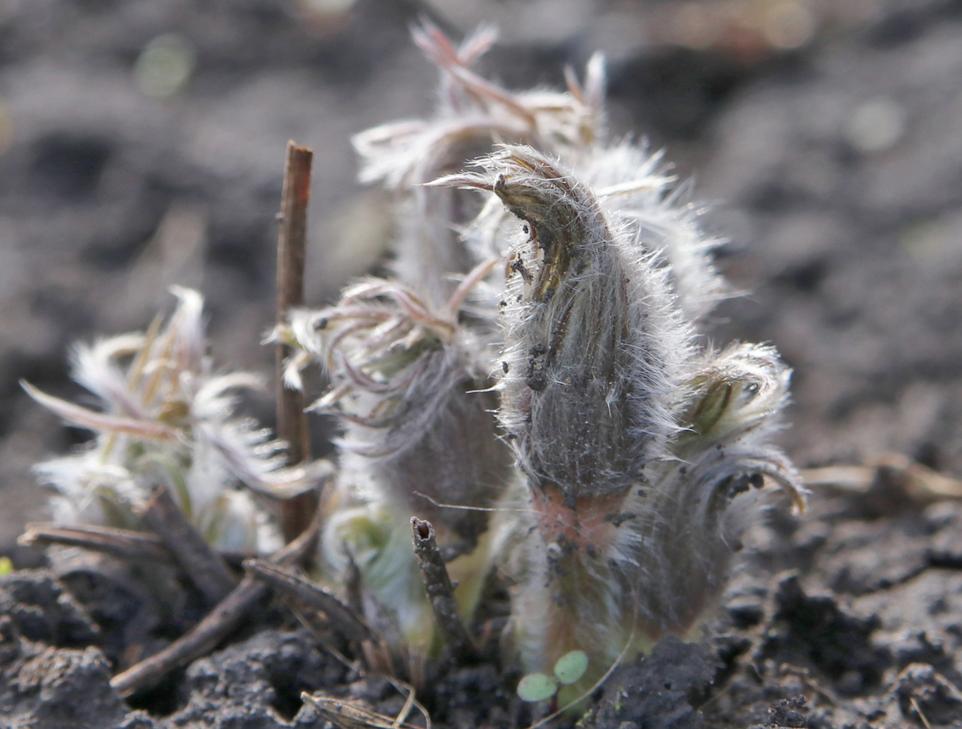 Изображение особи Pulsatilla multifida.