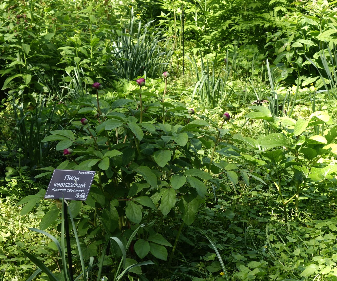 Изображение особи Paeonia caucasica.