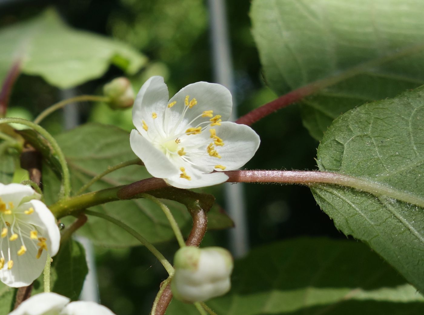 Image of Actinidia kolomikta specimen.