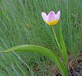 Tulipa saxatilis