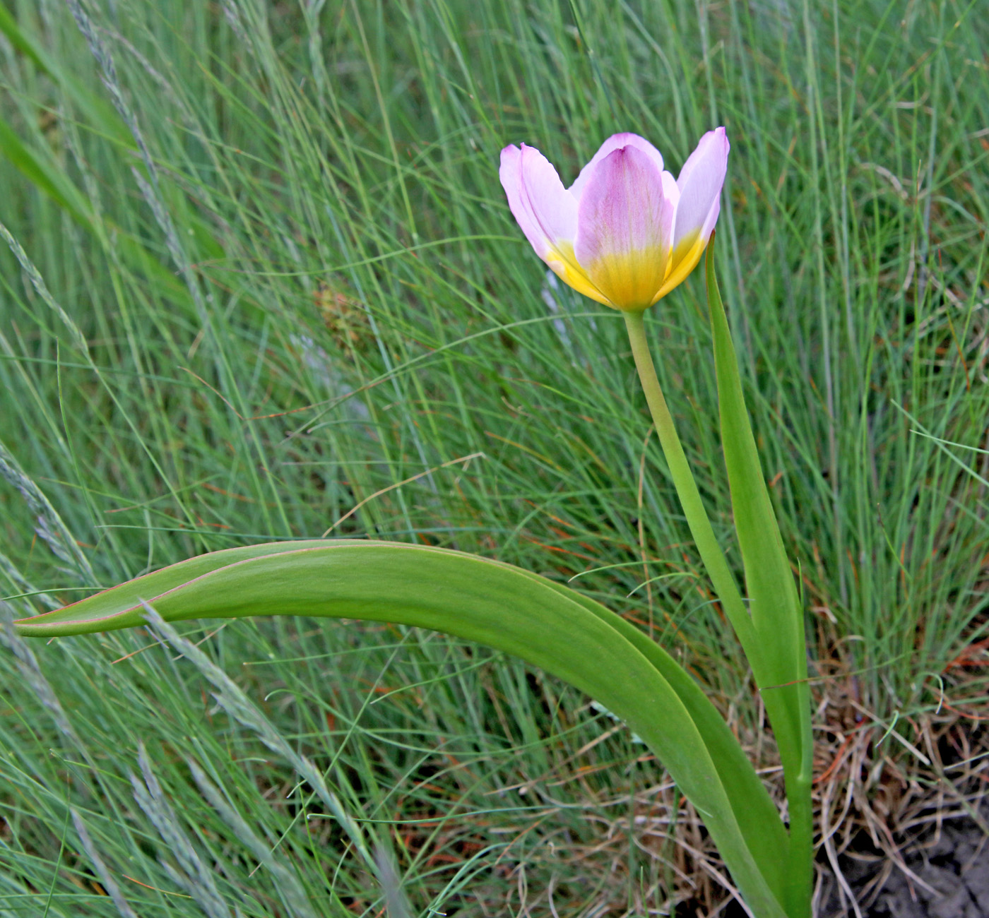 Image of Tulipa saxatilis specimen.