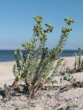 Euphorbia paralias