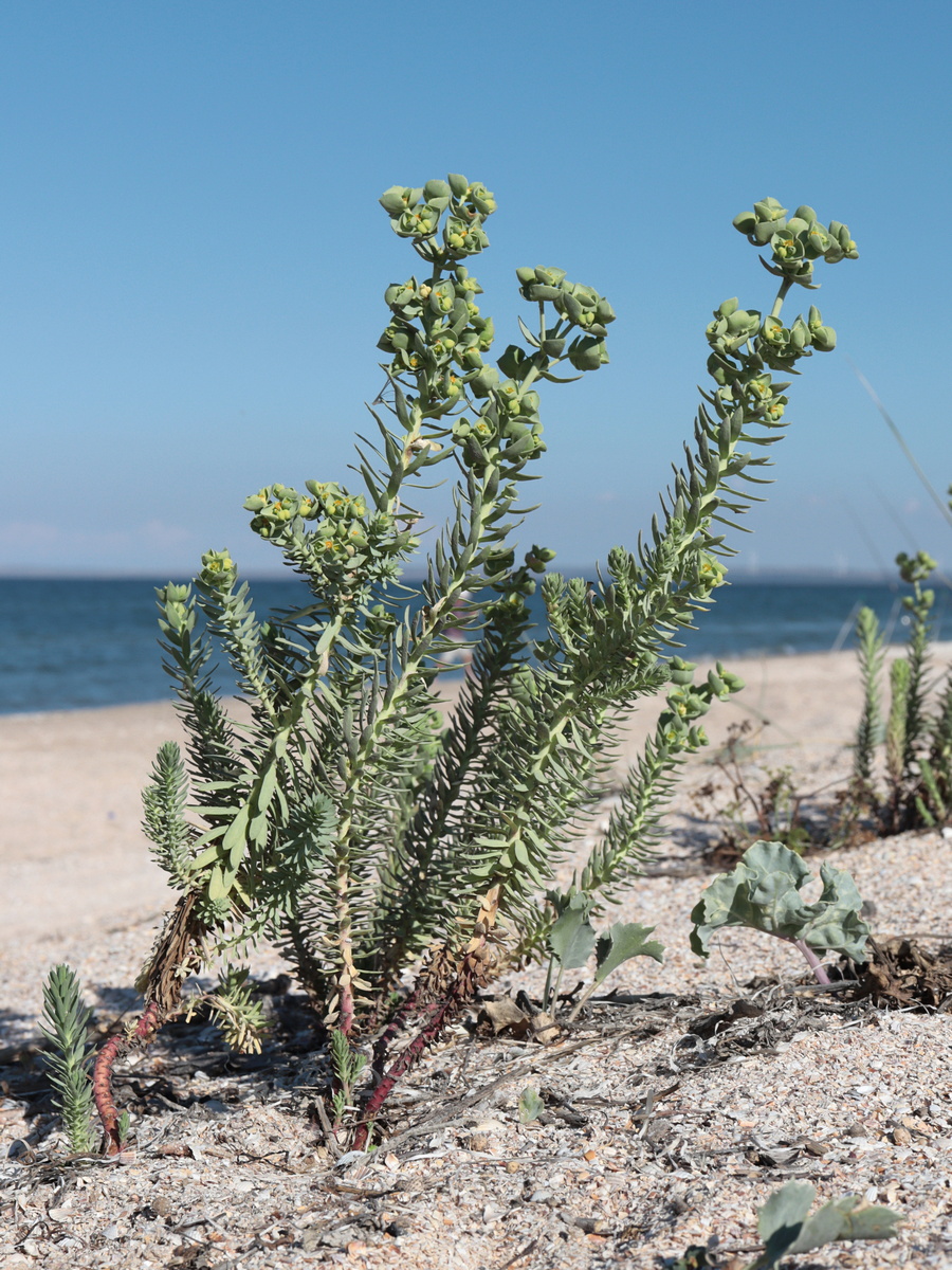 Image of Euphorbia paralias specimen.