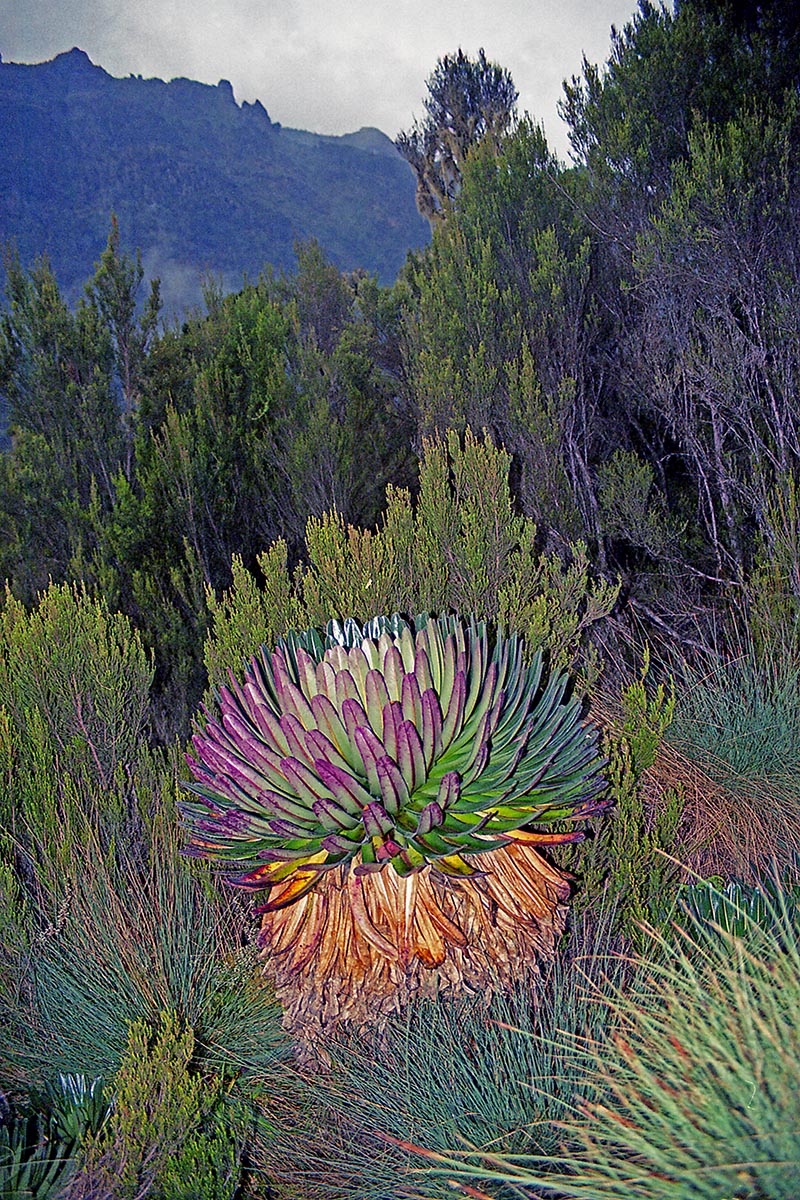 Image of Lobelia bequaertii specimen.