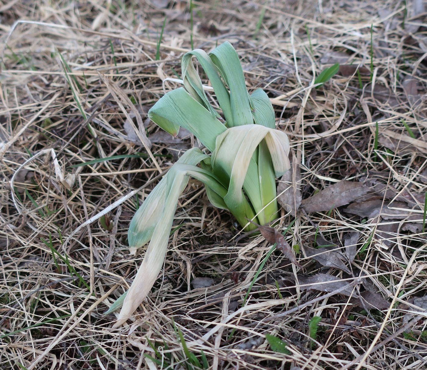 Image of Allium aflatunense specimen.