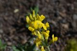 Medicago falcata