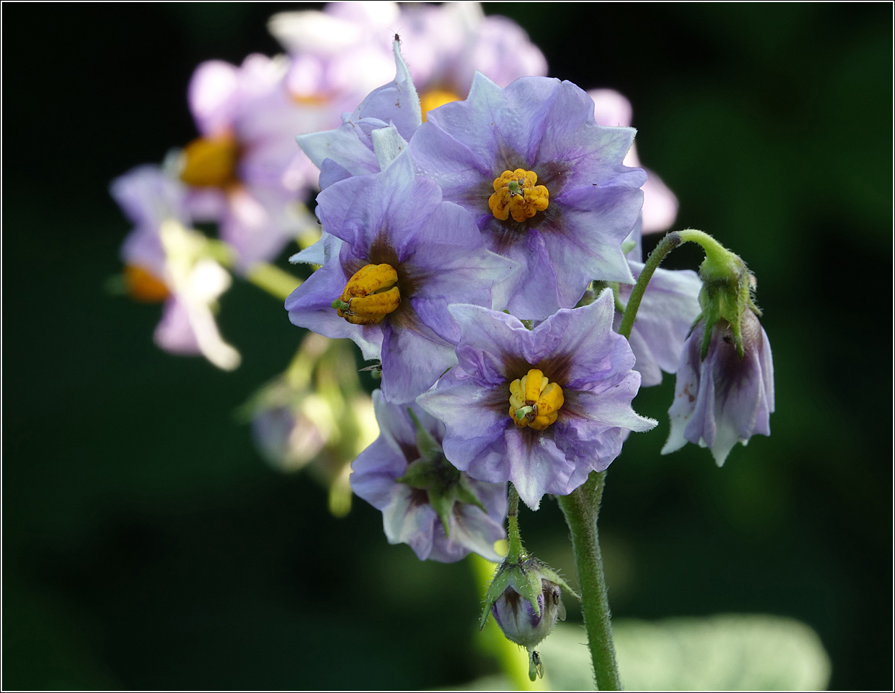 Изображение особи Solanum tuberosum.