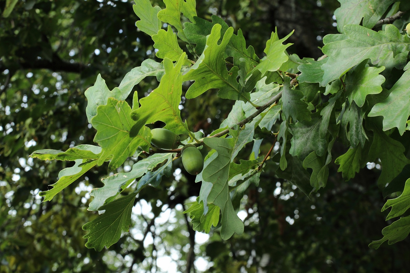 Image of Quercus robur specimen.