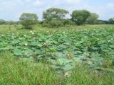 Nelumbo komarovii