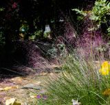Muhlenbergia ciliata