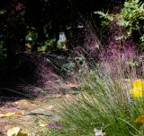 Muhlenbergia ciliata