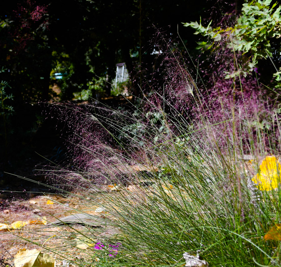 Image of Muhlenbergia ciliata specimen.