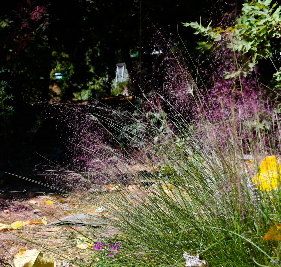 Изображение особи Muhlenbergia ciliata.