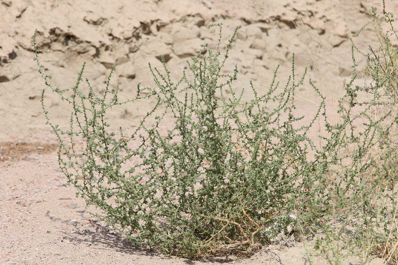 Изображение особи Salsola tragus.