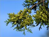 Thuja occidentalis