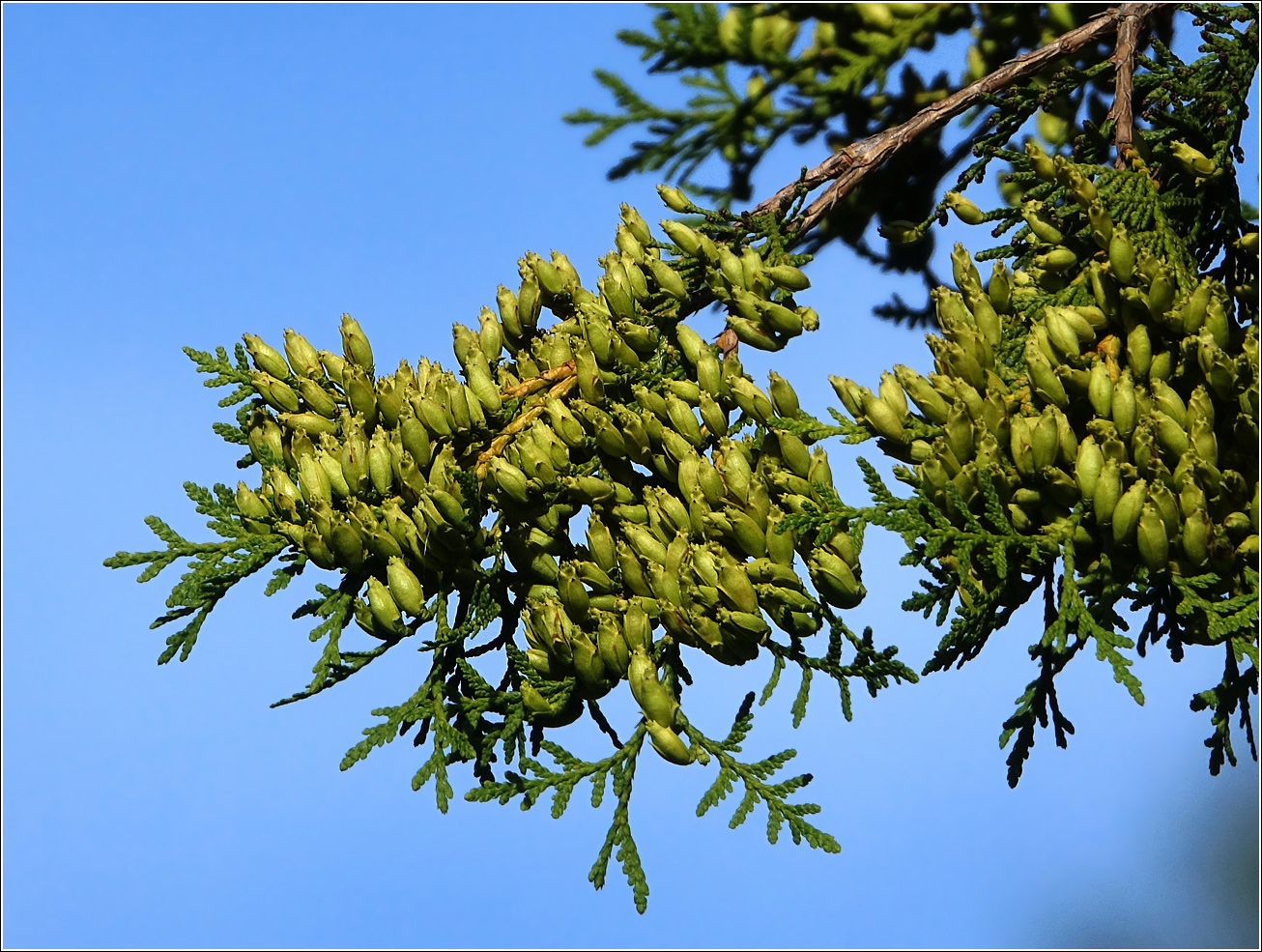 Изображение особи Thuja occidentalis.