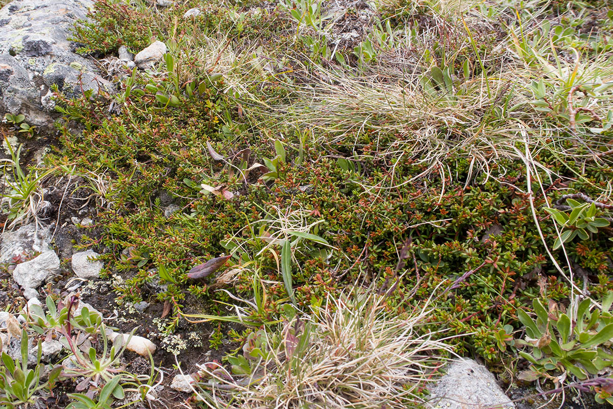 Image of Empetrum caucasicum specimen.