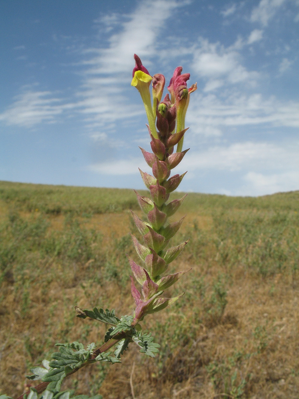 Изображение особи Scutellaria kurssanovii.