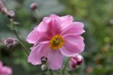 Anemone scabiosa