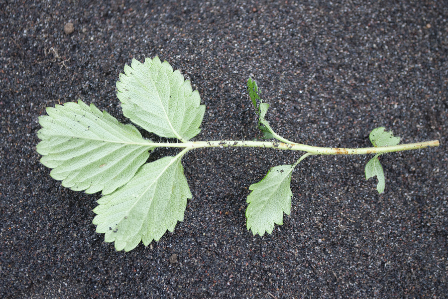 Image of genus Potentilla specimen.